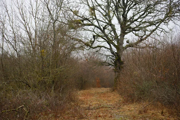 Paisagem Com Belo Nevoeiro Floresta Colina Trilha Através Uma Misteriosa — Fotografia de Stock