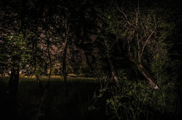 Podivná Silueta Temném Lese Strašidelné Noci Mystické Krajiny Neskutečný Světla — Stock fotografie