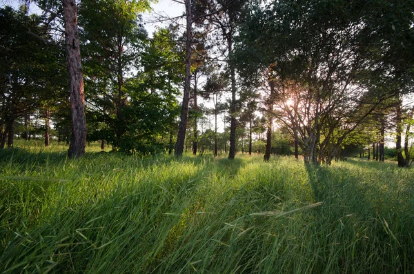 Sonnenuntergang Oder Sonnenaufgang Der Waldlandschaft Sonneneinstrahlung Mit Natürlichem Sonnenlicht Und — Stockfoto