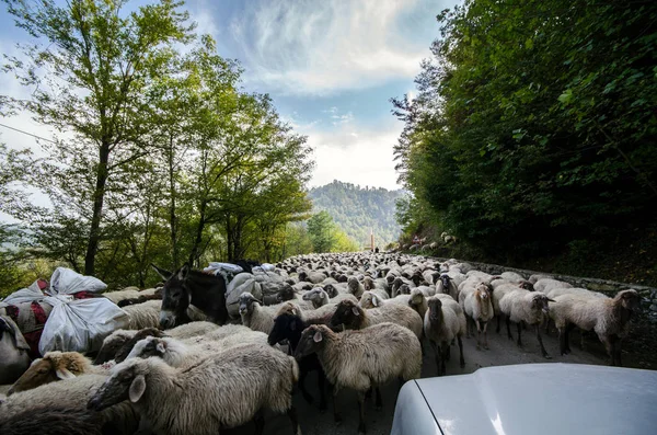 Tilted view of sheared sheep on rural road with a car trying to pass. One sheep is looking at the camera. Azerbaijan Masalli autumn time