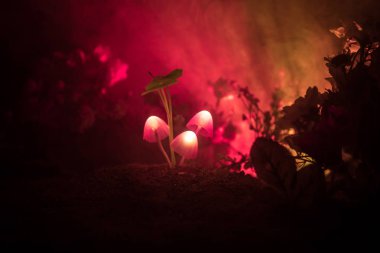 Üç parlak mantar gizem karanlık ormanın yakın çekim fantastik. Güzel makro çekim sihirli mantar veya üç ruhları avatar ormanda kaybettim. Peri ışıkları sis zemin üzerine. Seçici odak