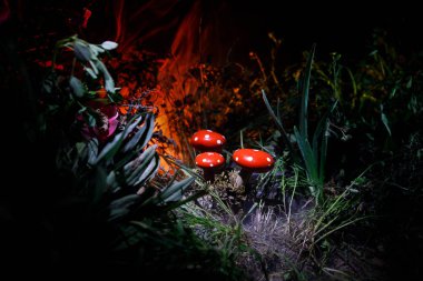 Üç kırmızı mantar. Fantezi mantar gizem karanlık ormanın yakın çekim içinde parlayan. Sihirli mantar, mantar güzel makro çekim. Sinek mantarı, sinek Agaric yosun orman içinde. Seçici odak