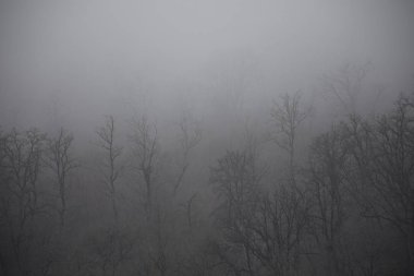 Tepedeki ormanda güzel sisli bir manzara ya da yerde sonbahar yaprakları olan gizemli bir kış ormanı boyunca patika. Kış ormanlarından geçen bir yol. Büyüleyici bir atmosfer. Azerbaycan doğası