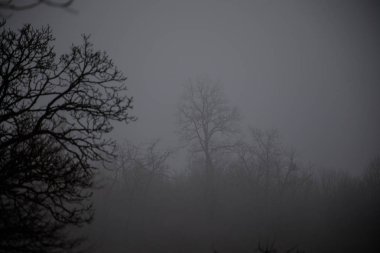 Tepedeki ormanda güzel sisli bir manzara ya da yerde sonbahar yaprakları olan gizemli bir kış ormanı boyunca patika. Kış ormanlarından geçen bir yol. Büyüleyici bir atmosfer. Azerbaycan doğası