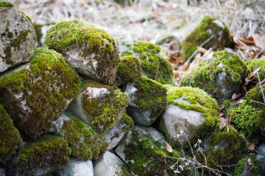 Taş yosun kaplı. Güzel moss ve liken taş kaplı. Parlak yeşil yosun arka plan doğada dokulu. Doğal yosun kış orman içinde taşlar üzerinde. Azerbaycan. Seçici odak