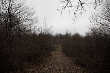 Tepedeki ormanda güzel sisli bir manzara ya da yerde sonbahar yaprakları olan gizemli bir kış ormanı boyunca patika. Kış ormanlarından geçen bir yol. Büyüleyici bir atmosfer. Azerbaycan doğası