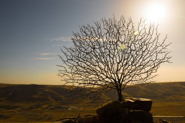 Arka plan üzerinde dağ ve mavi gökyüzü ile çölde ölü ağaçlar
