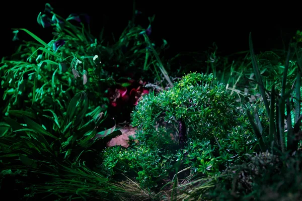 Üç kırmızı mantar. Fantezi mantar gizem karanlık ormanın yakın çekim içinde parlayan. Sihirli mantar, mantar güzel makro çekim. Sinek mantarı, sinek Agaric yosun orman içinde. Seçici odak