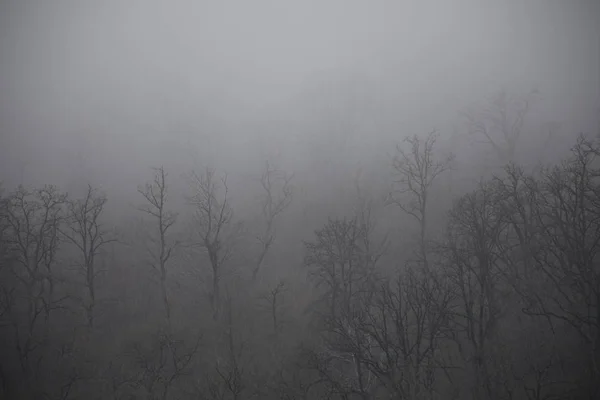 Paesaggio Con Bella Nebbia Nella Foresta Sulla Collina Sentiero Attraverso — Foto Stock