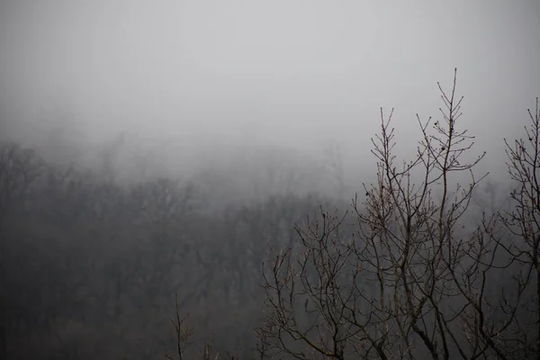 在山上的森林里 美丽的雾气笼罩着风景 或穿过神秘的冬季森林 地面上有秋天的树叶 穿过冬季森林的路神奇的气氛阿塞拜疆的性质 — 图库照片