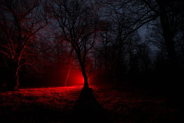 Furcsa Fényt Egy Sötét Erdőben Éjszaka Sziluettjét Személy Állandó Sötét — Stock Fotó