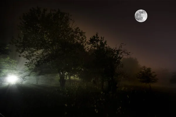Extraña Silueta Oscuro Bosque Espeluznante Por Noche Luces Surrealistas Paisaje — Foto de Stock
