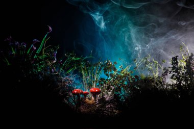 Üç kırmızı mantar. Fantezi mantar gizem karanlık ormanın yakın çekim içinde parlayan. Sihirli mantar, mantar güzel makro çekim. Sinek mantarı, sinek Agaric yosun orman içinde. Seçici odak