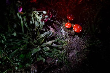 Üç kırmızı mantar. Fantezi mantar gizem karanlık ormanın yakın çekim içinde parlayan. Sihirli mantar, mantar güzel makro çekim. Sinek mantarı, sinek Agaric yosun orman içinde. Seçici odak