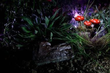 Üç kırmızı mantar. Fantezi mantar gizem karanlık ormanın yakın çekim içinde parlayan. Sihirli mantar, mantar güzel makro çekim. Sinek mantarı, sinek Agaric yosun orman içinde. Seçici odak