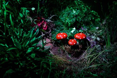 Üç kırmızı mantar. Fantezi mantar gizem karanlık ormanın yakın çekim içinde parlayan. Sihirli mantar, mantar güzel makro çekim. Sinek mantarı, sinek Agaric yosun orman içinde. Seçici odak