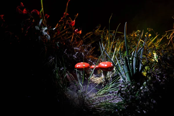 Three red mushrooms. Fantasy Glowing Mushrooms in mystery dark forest close-up. Beautiful macro shot of magic mushroom, fungus. Amanita muscaria, Fly Agaric in moss in forest. Selective focus