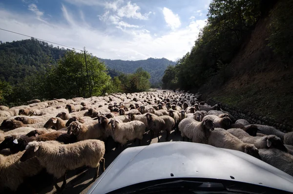 Tilted view of sheared sheep on rural road with a car trying to pass. One sheep is looking at the camera. Azerbaijan Masalli autumn time