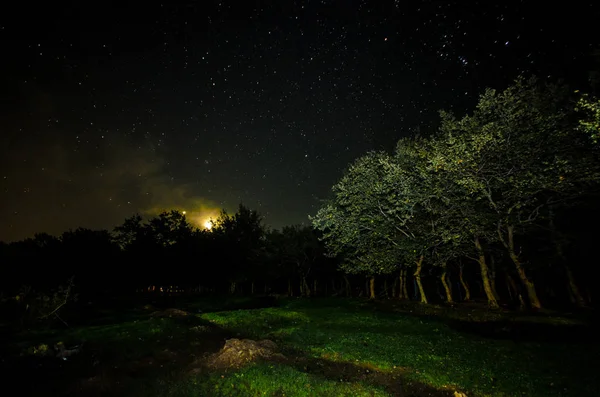 Landscape oh night forest with green meadow in bright starry night or view of milky way in the woodland