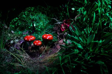 Üç kırmızı mantar. Fantezi mantar gizem karanlık ormanın yakın çekim içinde parlayan. Sihirli mantar, mantar güzel makro çekim. Sinek mantarı, sinek Agaric yosun orman içinde. Seçici odak