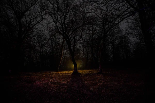 Dziwne Światło Ciemnym Lesie Nocy Sylwetka Osoby Stojącej Ciemnym Lesie — Zdjęcie stockowe