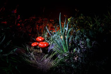 Üç kırmızı mantar. Fantezi mantar gizem karanlık ormanın yakın çekim içinde parlayan. Sihirli mantar, mantar güzel makro çekim. Sinek mantarı, sinek Agaric yosun orman içinde. Seçici odak