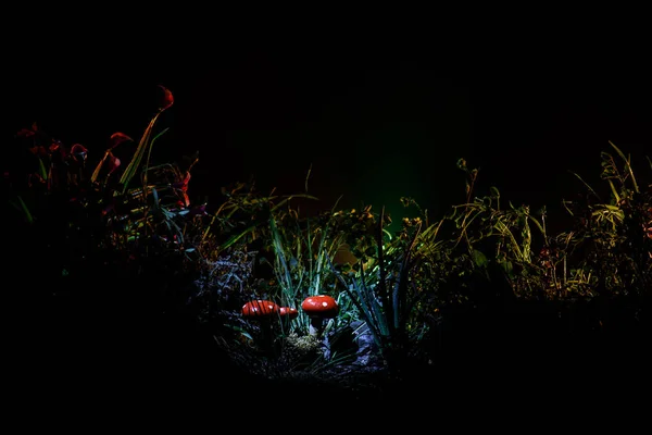 Three red mushrooms. Fantasy Glowing Mushrooms in mystery dark forest close-up. Beautiful macro shot of magic mushroom, fungus. Amanita muscaria, Fly Agaric in moss in forest. Selective focus