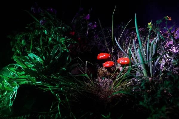 Three red mushrooms. Fantasy Glowing Mushrooms in mystery dark forest close-up. Beautiful macro shot of magic mushroom, fungus. Amanita muscaria, Fly Agaric in moss in forest. Selective focus