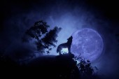 Silueta vyjící vlk proti tmavě tónovaný zamlžené pozadí a úplněk nebo vlk silueta vytí na měsíc. Halloween horror koncept. Selektivní fokus