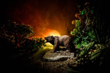 Korku görünümünü gece ormanda koca ayı. Kızgın ayı yangın bulutlu gökyüzü arkasında. Bir ayı sisli orman koyu arka planda silüeti