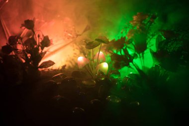 Üç parlak mantar gizem karanlık ormanın yakın çekim fantastik. Güzel makro çekim sihirli mantar veya üç ruhları avatar ormanda kaybettim. Peri ışıkları sis zemin üzerine. Seçici odak