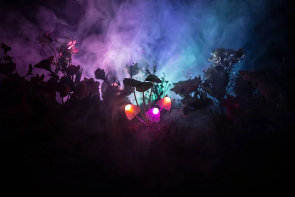 Tres Hongos Brillantes Fantasía Misterioso Bosque Oscuro Cerca Hermoso Macroplano —  Fotos de Stock