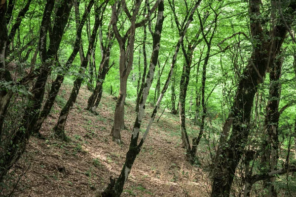 日落或日出在森林风景 阳光明媚 阳光灿烂 阳光普照 在夏日森林中穿过树林 景色秀丽 阿塞拜疆的性质 — 图库照片