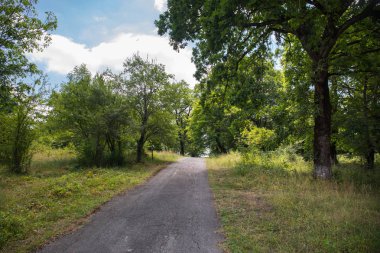 Gün batımı veya orman ortamındaki gündoğumu. Doğal güneş ışığı ile güneş güneş ve güneş ışınları yaz ormandaki orman ağaçları ile. Güzel doğal görünümü. Doğa, Azerbaycan