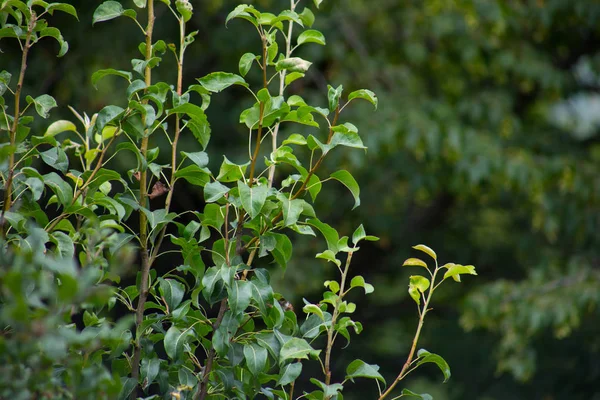 Kökleri Yeşil Bir Ormanda Yosun Kaplı Ağaç Ağaç Gövdesinde Yosun — Stok fotoğraf