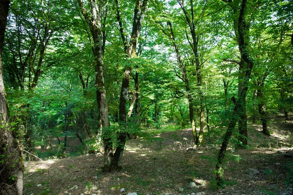 日落或日出在森林风景 阳光明媚 阳光灿烂 阳光普照 在夏日森林中穿过树林 景色秀丽 阿塞拜疆的性质 — 图库照片