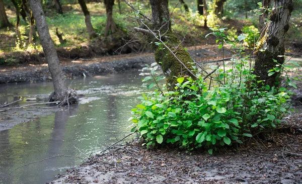 Träd Med Mossa Rötterna Grön Skog Eller Mossa Trädstam Trädbark — Stockfoto