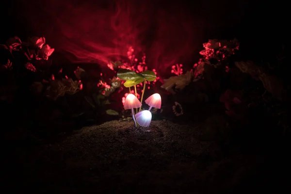 Parlak Mantar Gizem Karanlık Ormanın Yakın Çekim Fantastik Güzel Makro — Stok fotoğraf