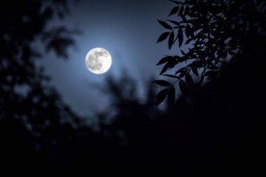 Gökyüzü ve süper ay ağaç dalı silüeti arkasında parlak ay ışığı ile gece manzarası. Serenity doğa arka plan. Geceleyin açık havada. Seçici odak