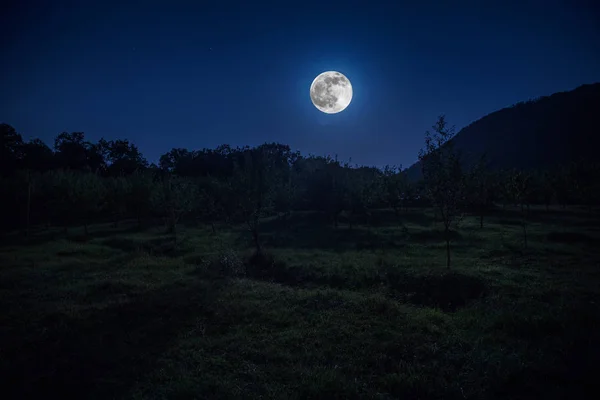 Mountain Road Através Floresta Uma Noite Lua Cheia Paisagem Noturna — Fotografia de Stock