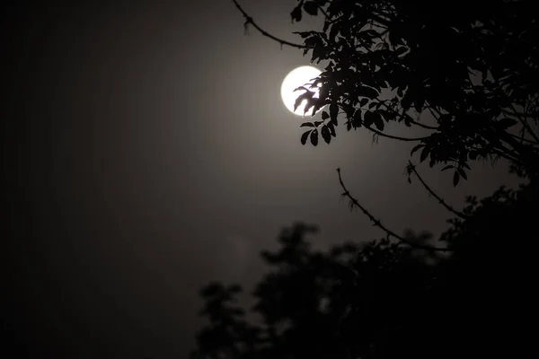 空と木の枝のシルエットの背後にある明るい月光の超月の夜の風景 安らぎ 自然の背景 夜間屋外 選択と集中 — ストック写真