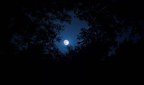 Ночной Пейзаж Неба Сверхлуны Ярким Лунным Светом Силуэтом Ветви Деревьев — стоковое фото
