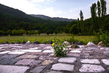 Sarı çiçek açan görünümü çiçek doğa yeşil zemin üzerine kapatın. Seçici odak