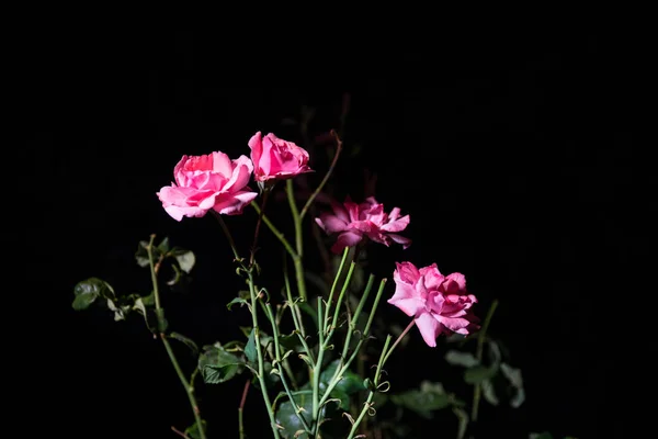 Két Rózsaszín Rózsa Elszigetelt Fekete Háttér Szelektív Összpontosít — Stock Fotó