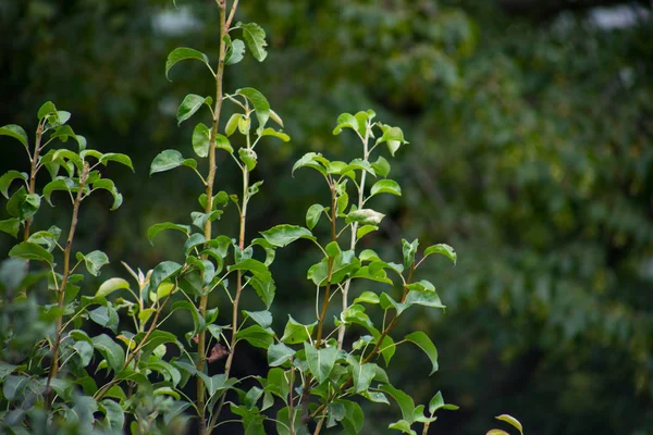 Árbol Con Musgo Las Raíces Bosque Verde Musgo Tronco Del —  Fotos de Stock