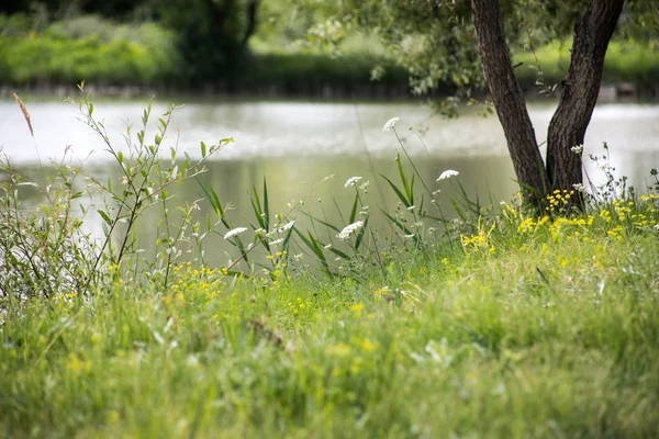 Hermoso Paisaje Bosque Lago Las Montañas Hermoso Bosque Lago Mañana — Foto de Stock