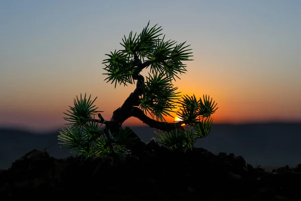 Vista Vicino Dell Albero Arredamento Tramonto Albero Bonsai Focus Selettivo — Foto Stock