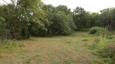 Gün batımı veya orman ortamındaki gündoğumu. Doğal güneş ışığı ile güneş güneş ve güneş ışınları yaz ormandaki orman ağaçları ile. Güzel doğal görünümü. Doğa, Azerbaycan