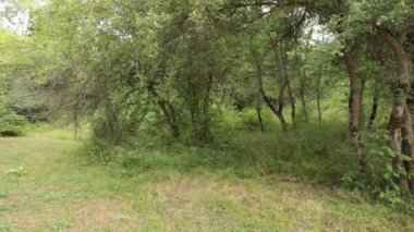 Gün batımı veya orman ortamındaki gündoğumu. Doğal güneş ışığı ile güneş güneş ve güneş ışınları yaz ormandaki orman ağaçları ile. Güzel doğal görünümü. Doğa, Azerbaycan