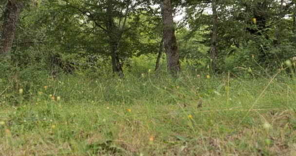 自然緑の背景にビュー咲きの黄色花を閉じます 選択と集中 — ストック動画